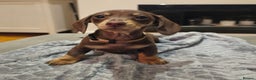 Miniature Dachshund dogs for sale: Chocolate & Tan KC Miniature Dachshund Puppies - Advert 4