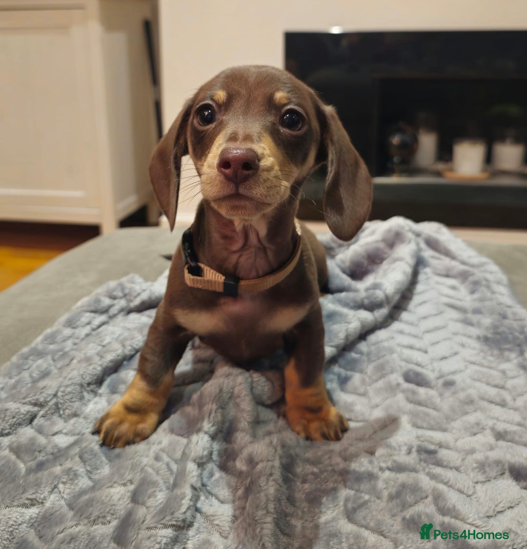 Miniature Dachshund dogs for sale: Chocolate & Tan KC Miniature Dachshund Puppies - Advert 4