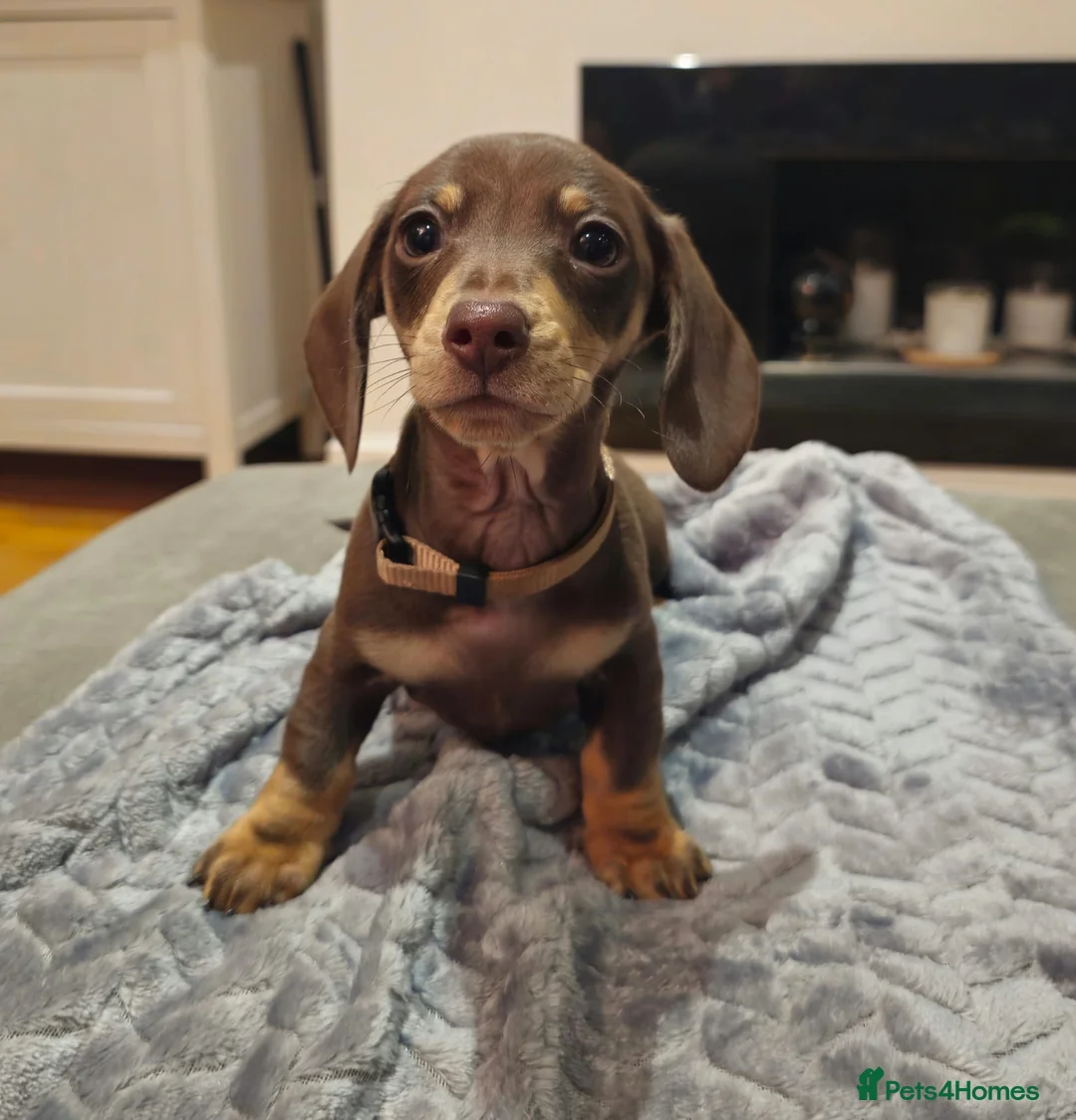 Miniature Dachshund dogs for sale: Chocolate & Tan KC Miniature Dachshund Puppies - Advert 9