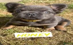 French Bulldog dogs for sale: ⭐️DWKC FLUFFY & FLUFFY CARRIER FRENCHIE PUPPIES ⭐️ in Driffield - Image 4