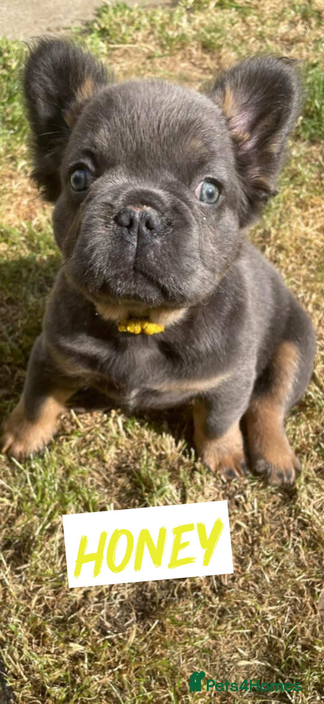 French Bulldog dogs for sale: ⭐️DWKC FLUFFY & FLUFFY CARRIER FRENCHIE PUPPIES ⭐️ in Driffield - Image 4