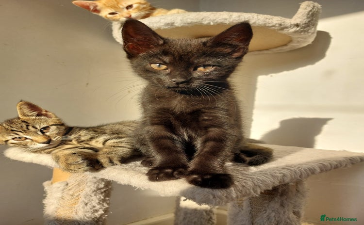 Mixed Breed cats - Advert 2
