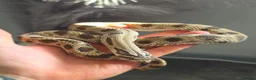Snake reptiles for sale: Western hognose conda morph CB22 in Chesterfield - Advert 2