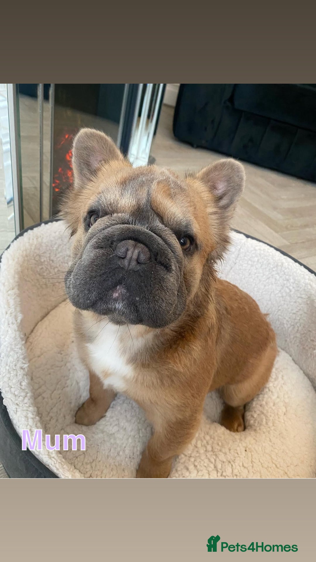 French Bulldog dogs for sale: Visual fluffy rope French bulldog puppies - Image 7