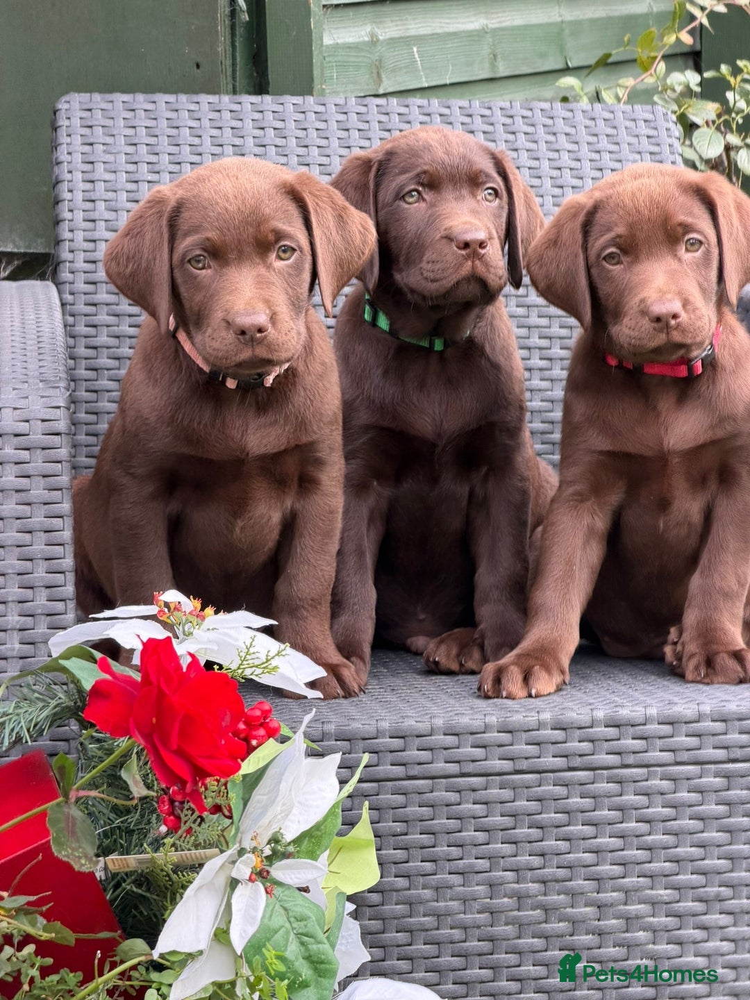 Labrador Retriever dogs for sale: KC CHOCOLATE PEDIGREE LABRADOR GIRL - Advert 5