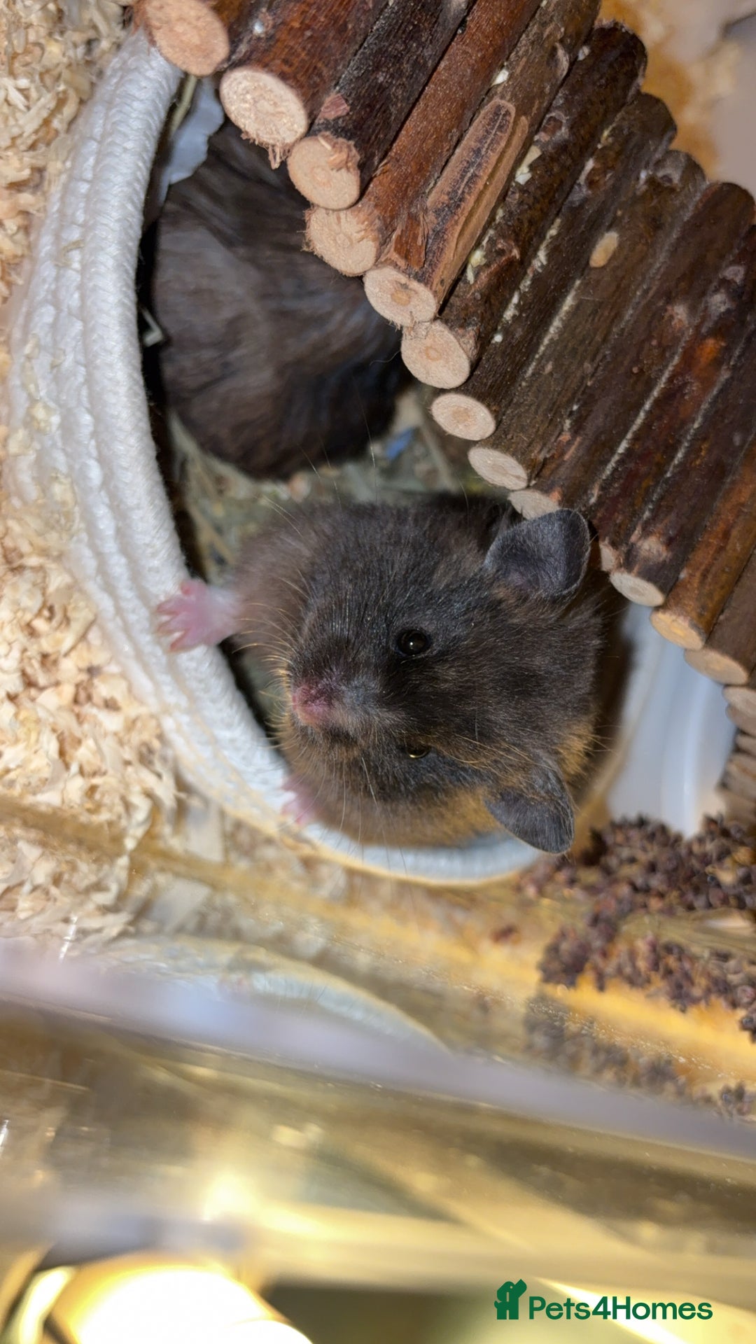 Hamster rodents for sale: Pedigree Syrian hamster waiting list🐹 - Advert 4