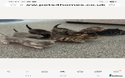 Bengal cats for stud: Proven Snow Bengal for studd in Southampton - Image 34