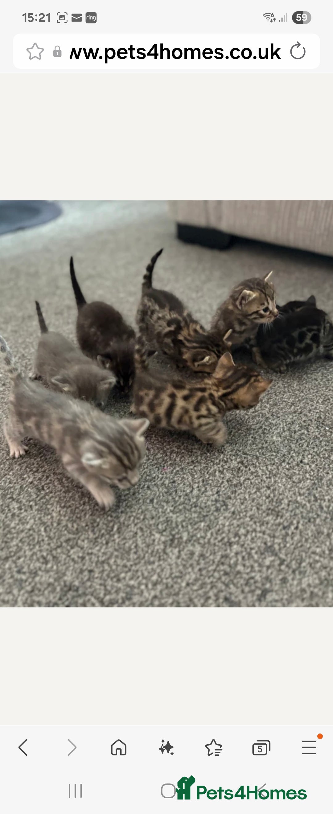 Bengal cats for stud: Proven Snow Bengal for studd in Southampton - Image 34