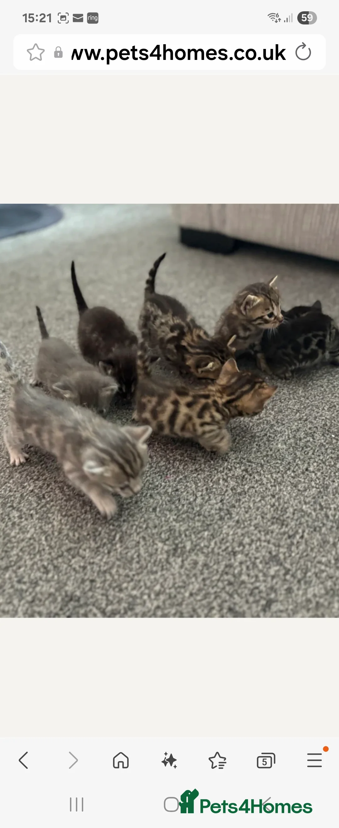 Bengal cats for stud: Proven Snow Bengal for studd in Southampton - Advert 35