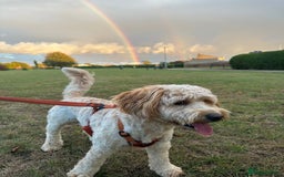 Cockapoo dogs for sale: 1 Year old Cockerpoo - Advert 1