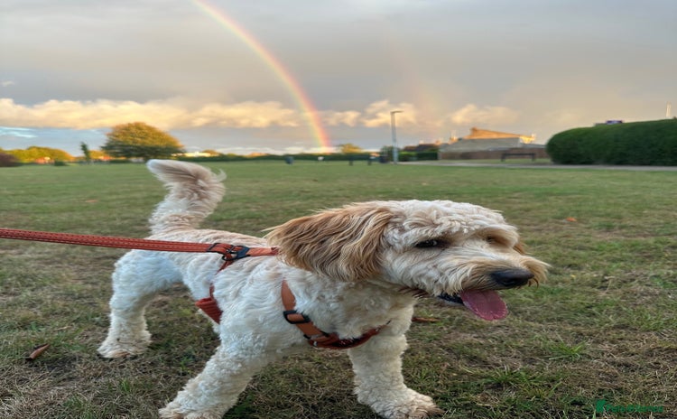 Cockapoo dogs 1 Year old Cockerpoo - Advert 5
