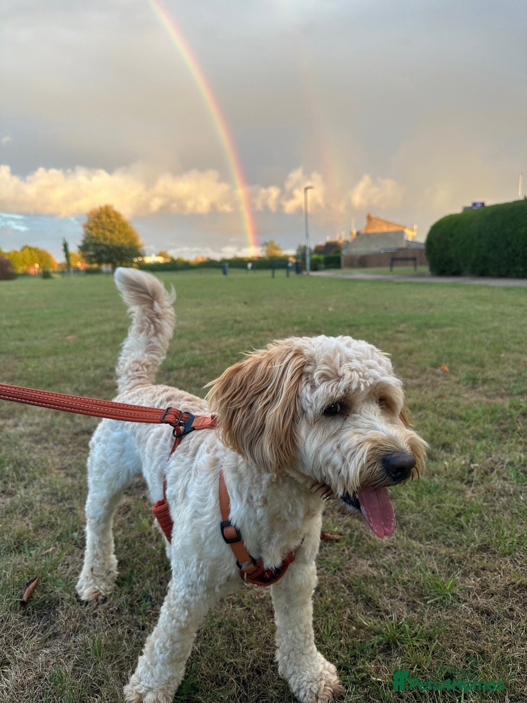 Cockapoo dogs for sale: 1 Year old Cockerpoo - Advert 1