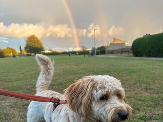 Cockapoo dogs for sale: 1 Year old Cockerpoo - Advert 1