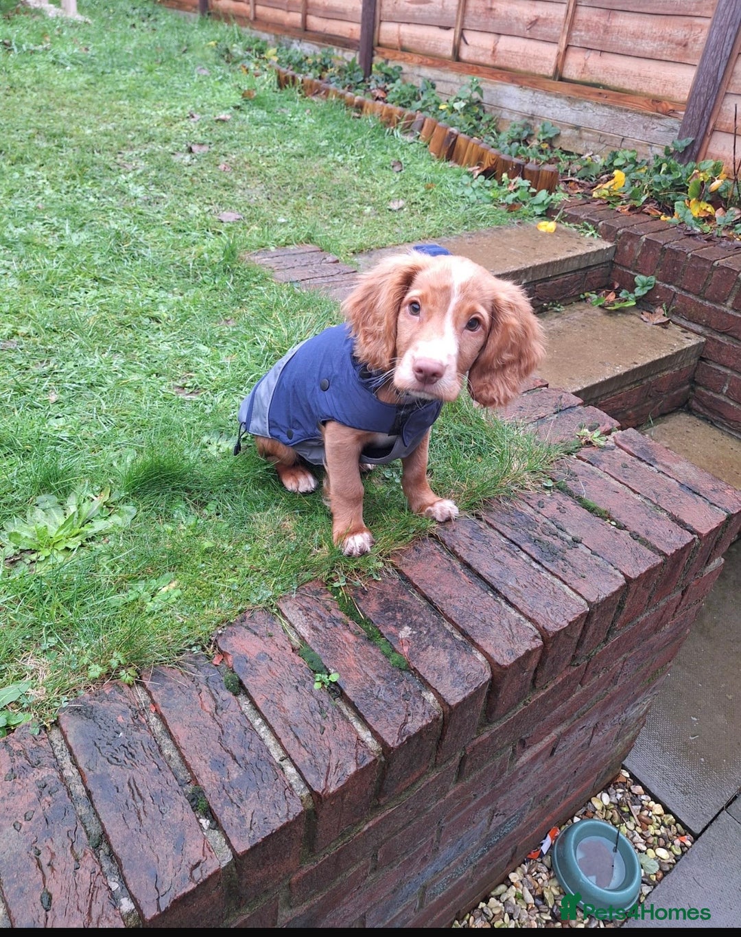 Cocker Spaniel dogs for sale: Cocker spaniel puppy - Advert 8