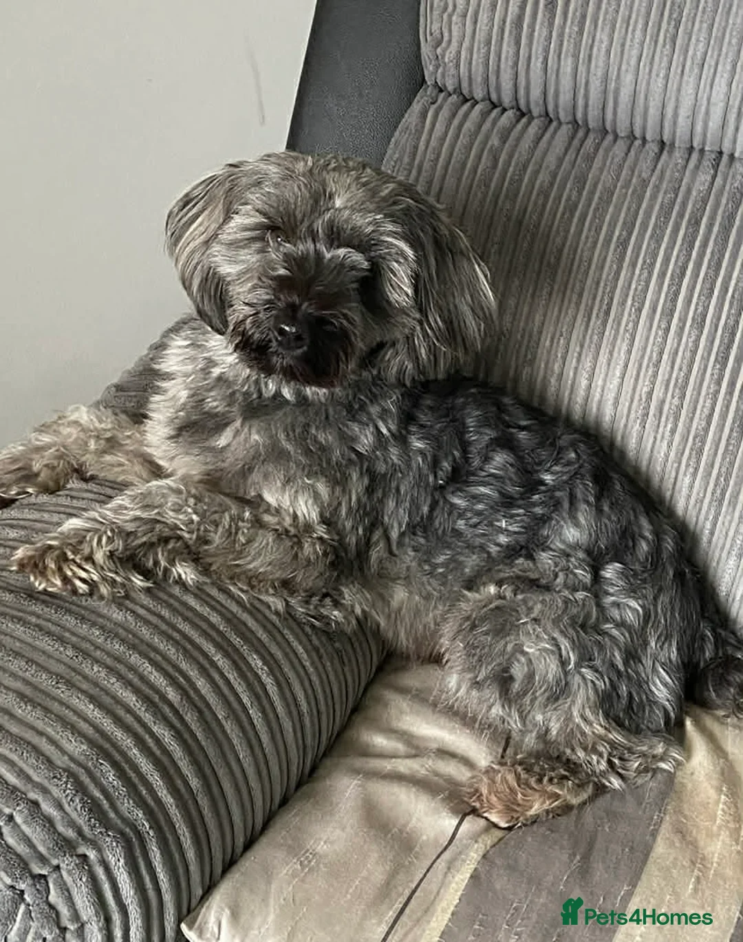 Yorkiepoo dogs for sale: 5 Yr Old Male Yorkiepoo Seeking Forever Home  - Advert 7