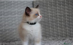Ragdoll cats for sale: 🐈✨ Tica Registered Ragdoll Kittens in Tamworth - Image 28