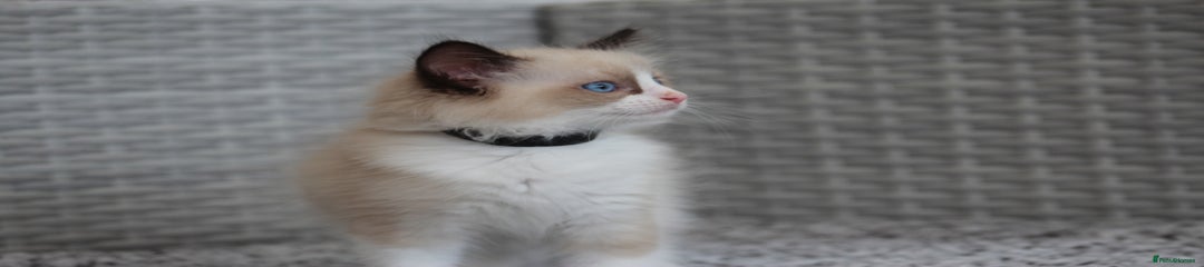 Banjo🖤