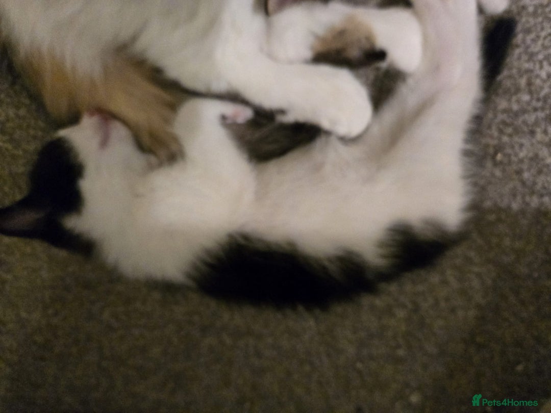 Mixed Breed cats for sale: Sweet kittens  - Image 16