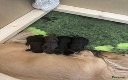 Miniature Dachshund dogs for sale: KC reg long haired mini dachshunds  - Image 2