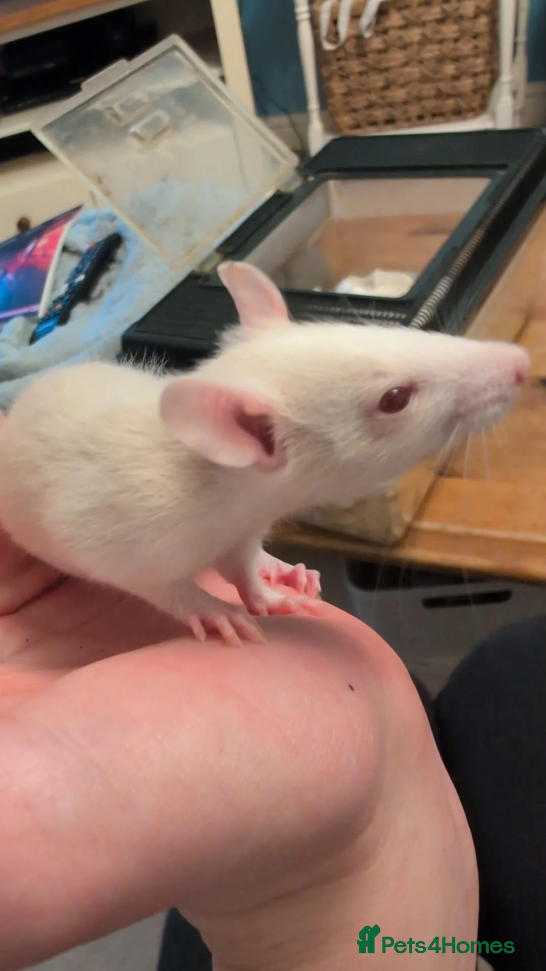 Rat rodents for sale: 12 super tame baby rats with various colours - Advert 12