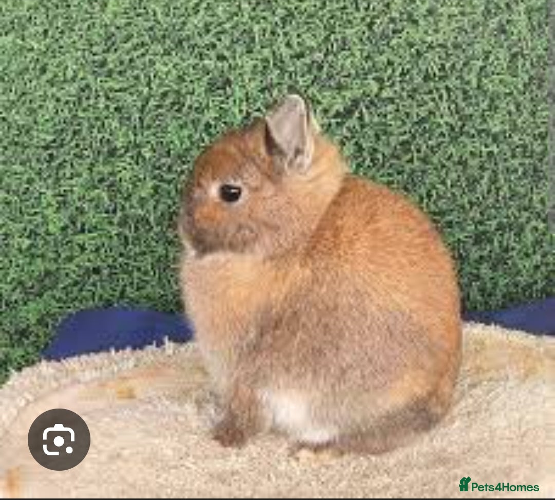 Netherland Dwarf rabbits Netherland Dwarf Rabbit wanted - Advert 8