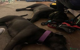 Cane Corso dogs for sale: FREE female cane corso - Image 5