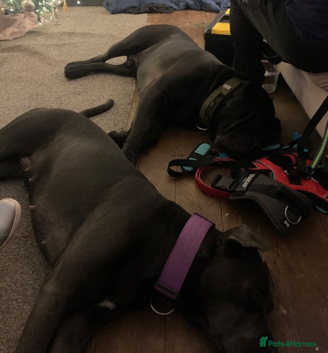 Cane Corso dogs for sale: FREE female cane corso - Image 5