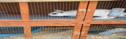 Mixed Breed rabbits for sale: male bunny  in Dewsbury - Advert 3