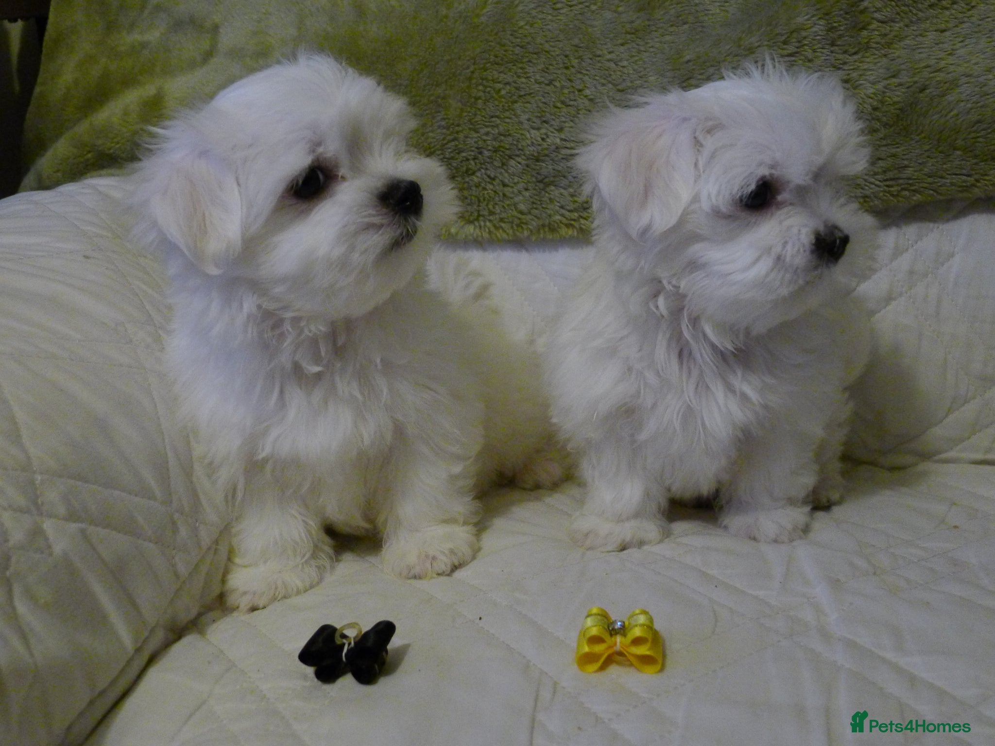 Maltese dogs KC MALTESE Puppies Males and Female - Advert 2