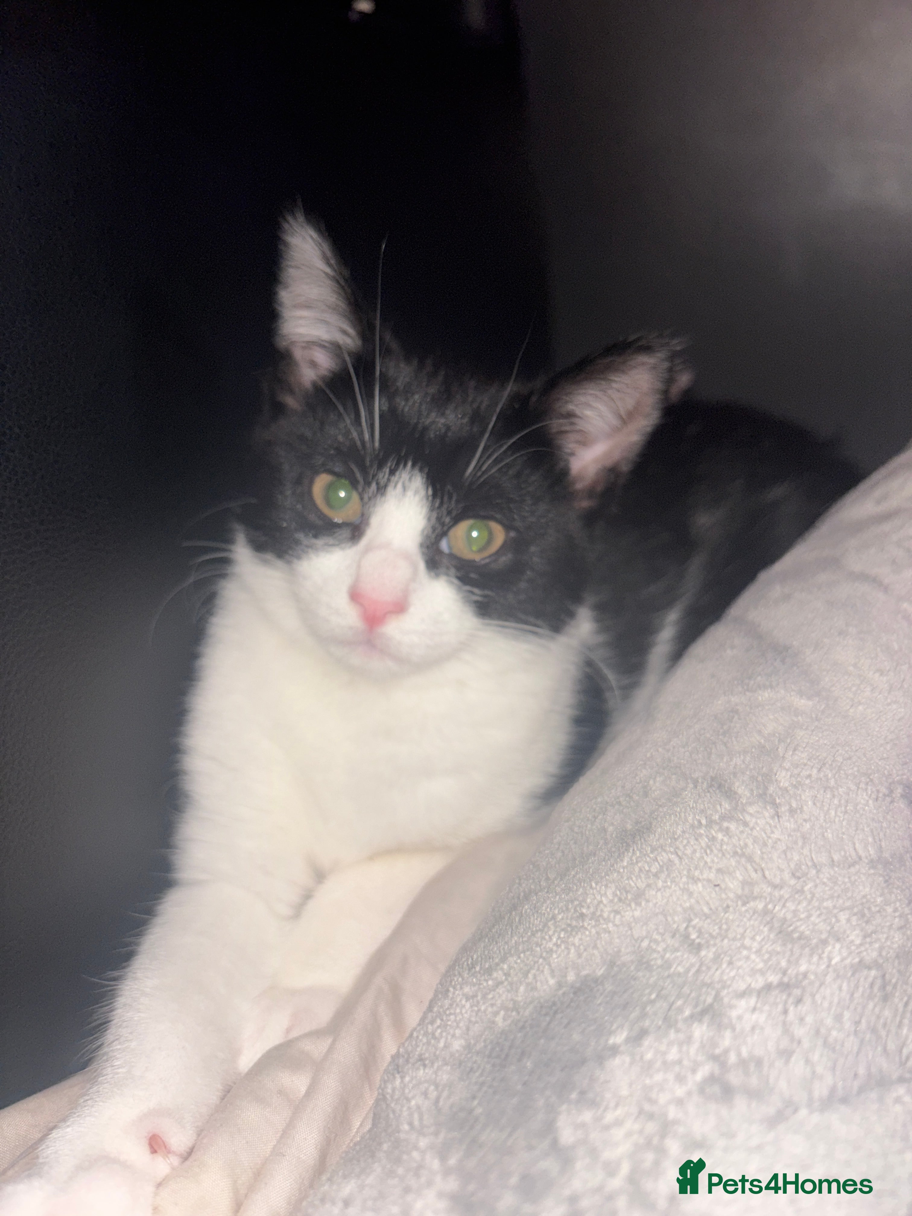 Mixed Breed cats lovely kitten - Advert 3