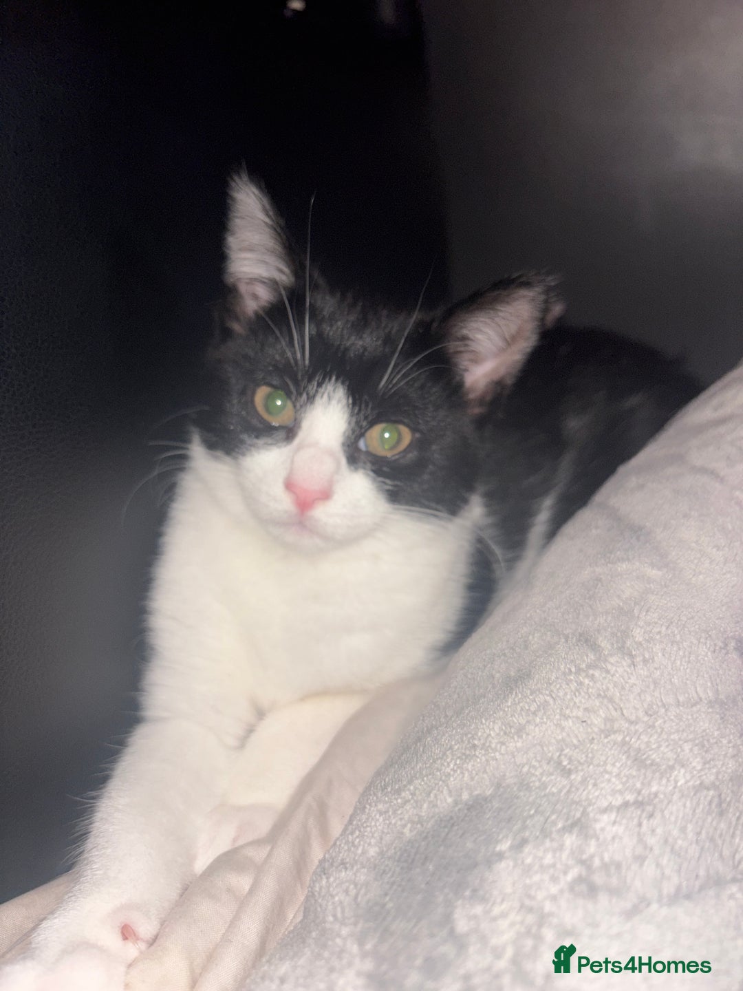 Mixed Breed cats for sale: lovely kitten - Advert 1