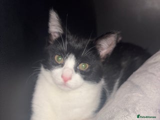 Mixed Breed cats lovely kitten - Advert 1