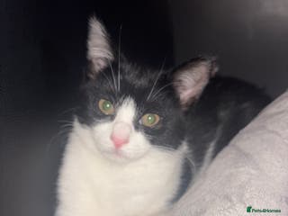 Mixed Breed cats lovely kitten - Advert 15