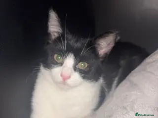 Mixed Breed cats lovely kitten - Advert 16