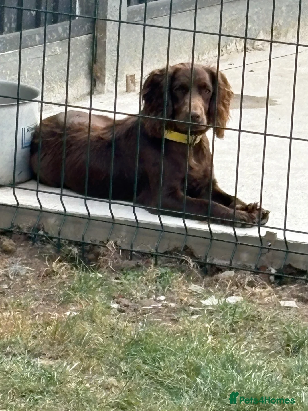 Sprocker dogs for sale: Sproker - Advert 1