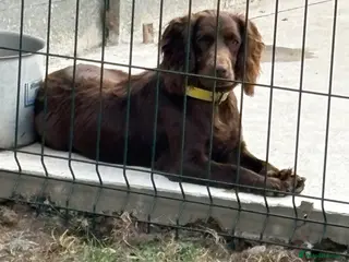 Sprocker dogs Sproker - Advert 2