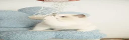 Ragdoll cats for sale: 💎Azuri El – Last Available Breeding Male🐾 - Advert 15