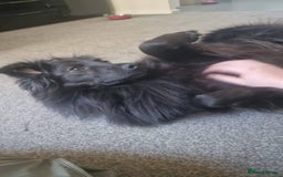 Mixed Breed dogs for adoption: Meet Ranger, currently residing in Lancashire  - Image 9