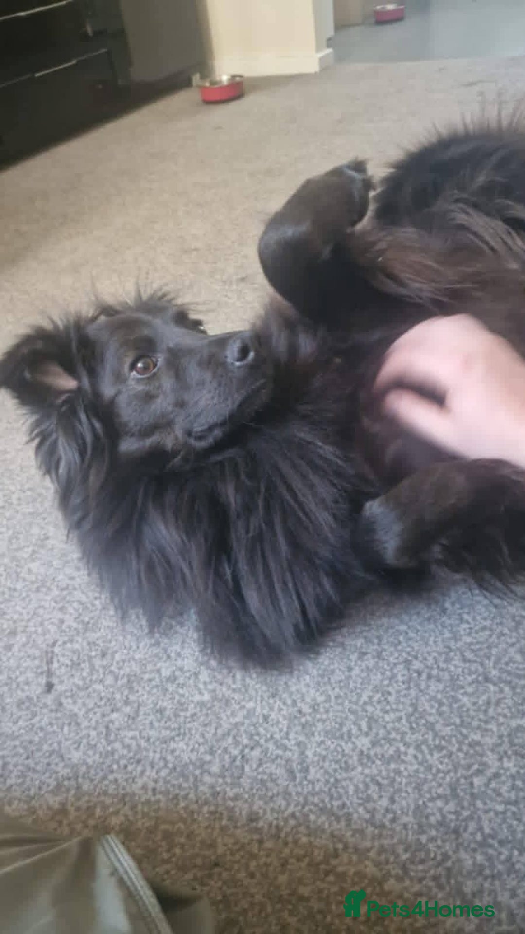 Mixed Breed dogs for adoption: Meet Ranger, currently residing in Lancashire  - Image 9