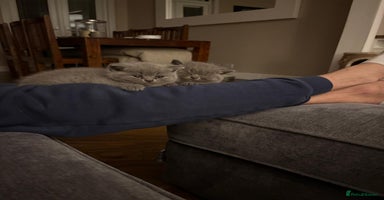 British Shorthair cats - Advert 13