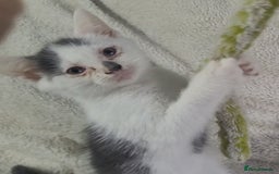 American Shorthair cats for sale: Lovely little kittens, lots of different colours! - Image 6