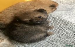 Pomeranian dogs for sale: XS Kc reg quality Pomeranian puppies  - Image 20