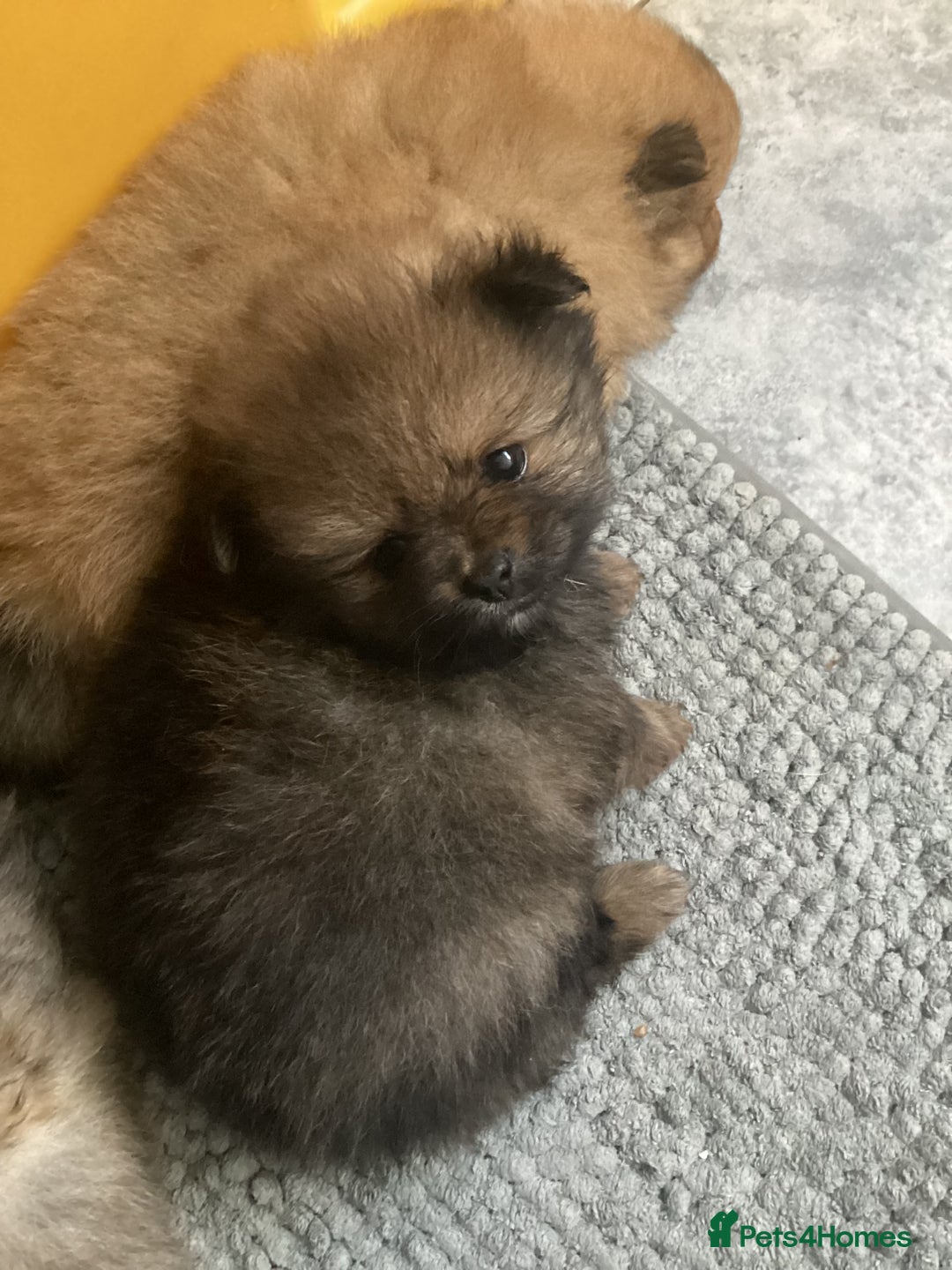 Pomeranian dogs for sale: XS Kc reg quality Pomeranian puppies  - Image 20