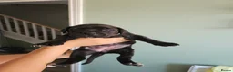 Cane Corso dogs for sale: Beautiful cane corso x puppies  - Advert 5