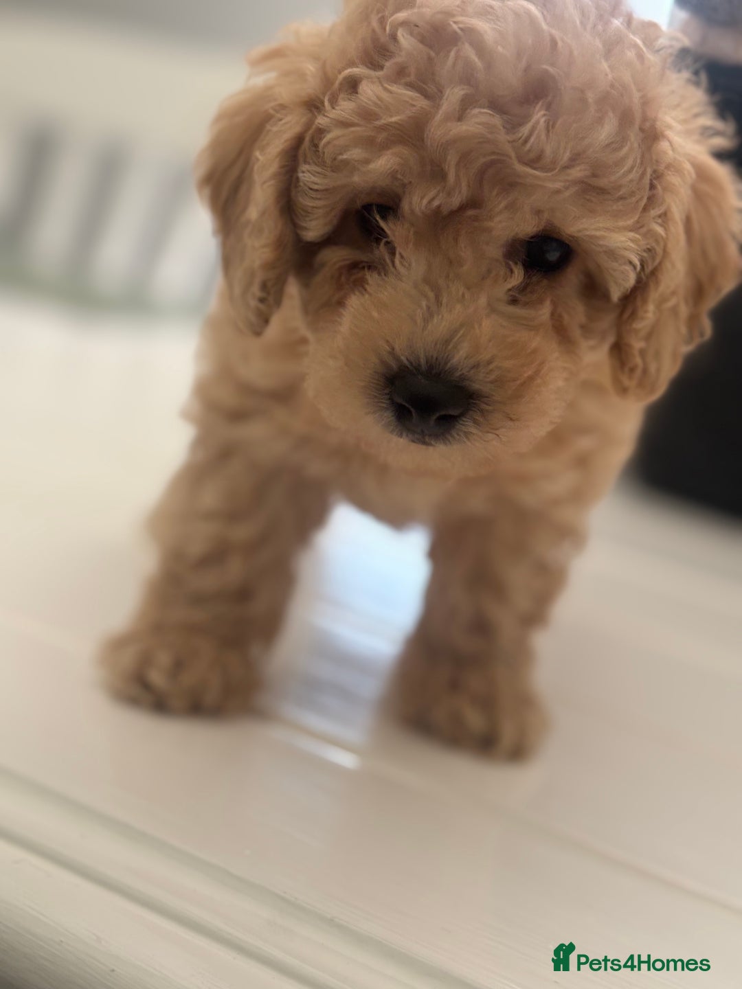 Toy Poodle dogs for sale: 🐾Tiny Toy poodle boy puppy last one🐾 - Advert 10