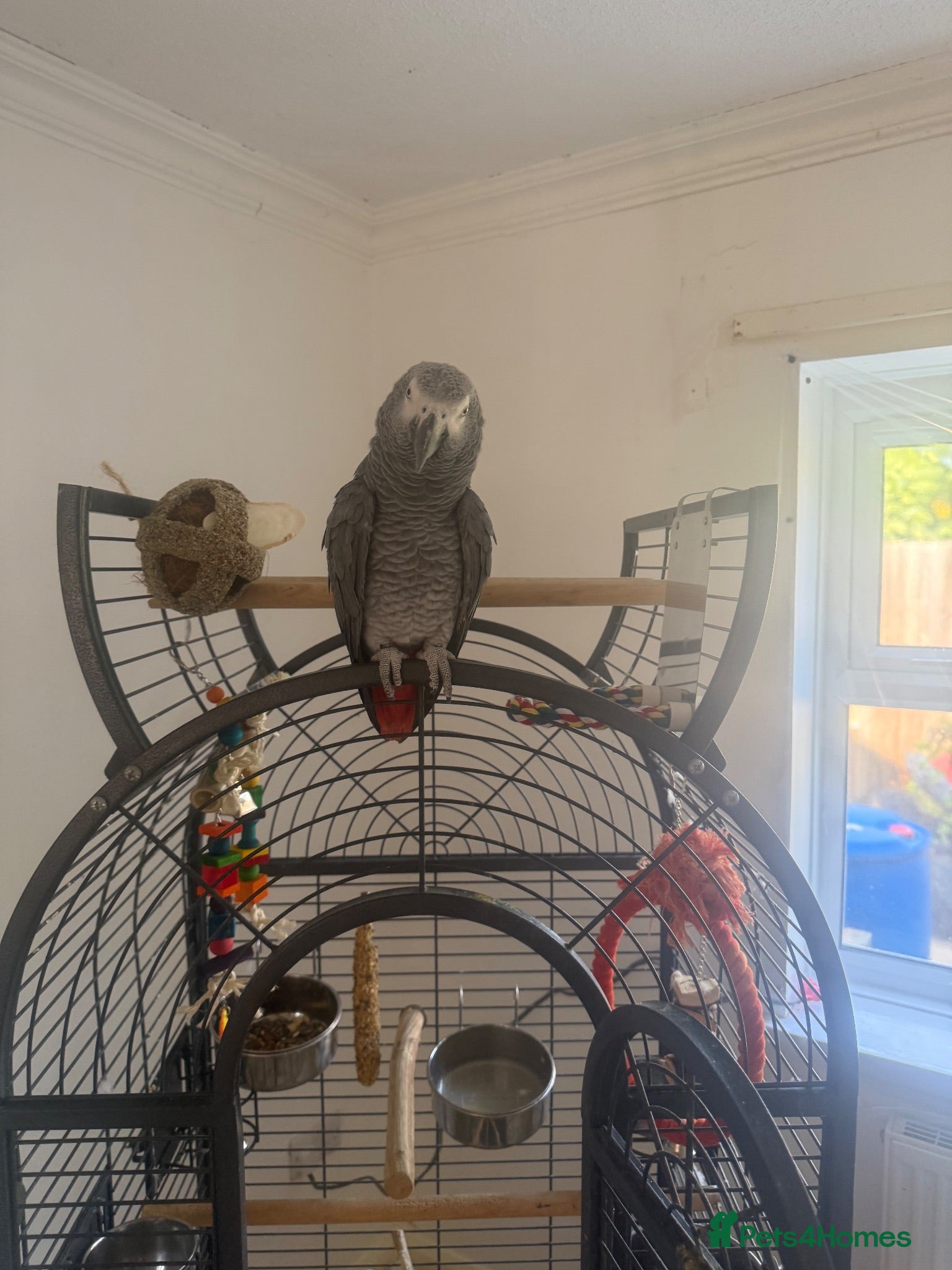 Parrots birds African grey - Advert 1