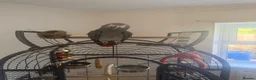 Parrots birds for sale: African grey - Advert 1