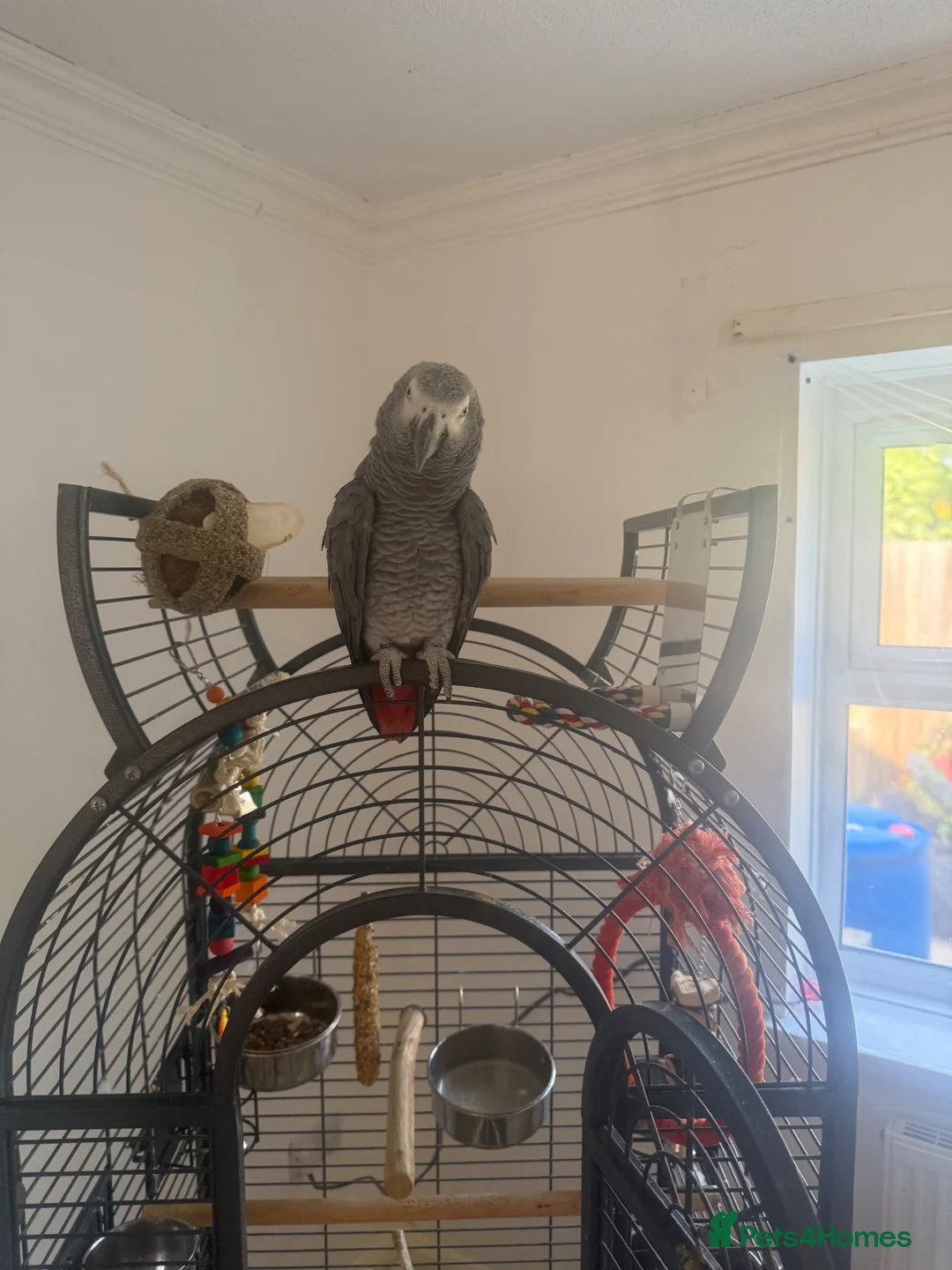Parrots birds for sale: African grey - Advert 1