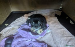 Mixed Breed dogs for sale: ShiChi x chihuahua frenchie pups - Image 12