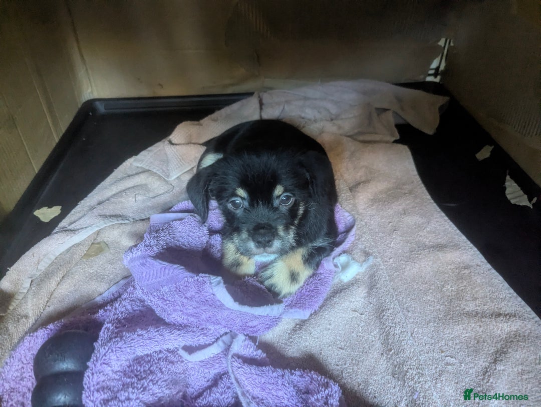 Mixed Breed dogs for sale: ShiChi x chihuahua frenchie pups - Image 12